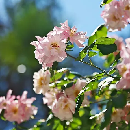 فندق Aldrovandi Borghese 5*