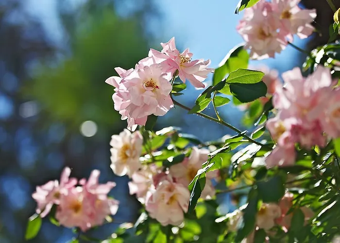 Otel Aldrovandi Borghese 5*